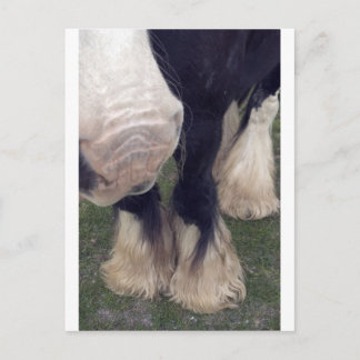 Carte Postale Stanley