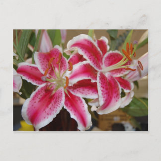 Carte postale Star Gazer Lily