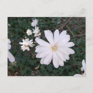 Carte postale Star Magnolia