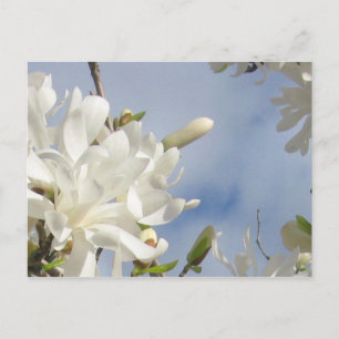 Carte postale Star Magnolia