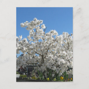 Carte postale Star Magnolia