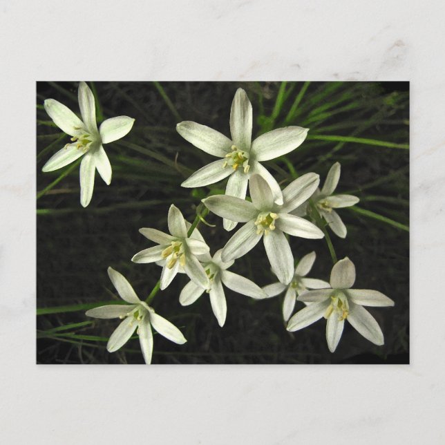 Carte postale Star of Bethlehem (Devant)