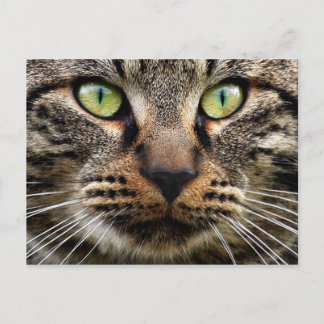 Carte Postale Stare-chat Stray