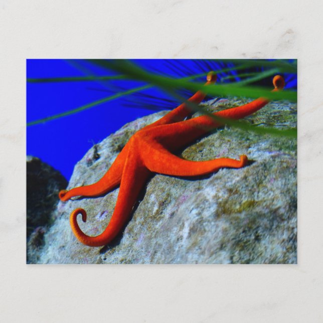 Carte Postale starfish-452926 PHOTOGRAPHIE DE STARFISH ROUGE CLA (Devant)