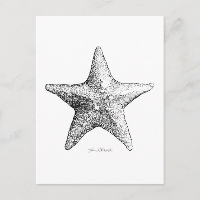 Carte Postale Starfish Dessin Black and White Sea Star Art (Devant)