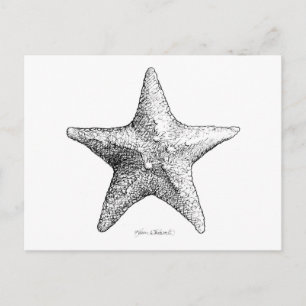 Carte Postale Starfish Drawing Black & White Sea Star Art