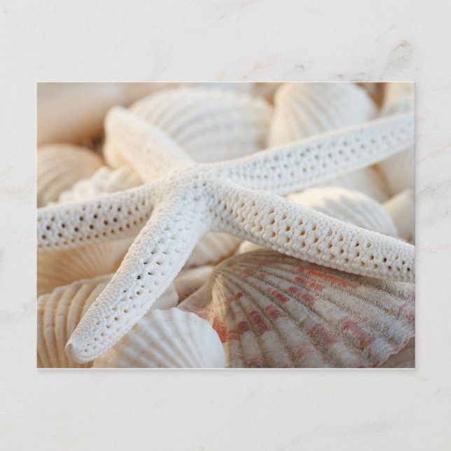 CARTE POSTALE STARFISH ET SEASHELLS (Devant)