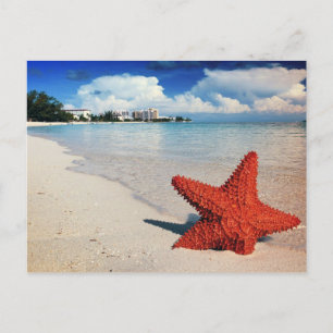 Carte Postale Starfish, Nassau, Bahamas