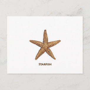 Carte Postale Starfish - Northern Sea Star