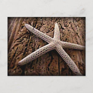 Carte Postale Starfish on Driftwood