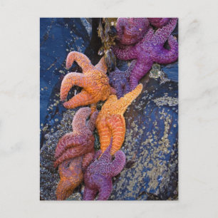 Carte Postale Starfish Pisaster Ochraceus & Ochre Sea Star