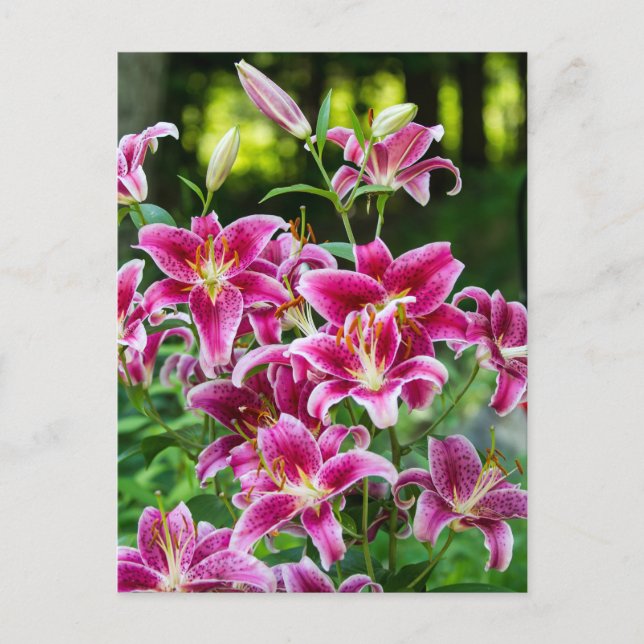 Carte Postale Stargazer Lilies (Devant)