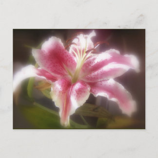 Carte Postale Stargazer Lilies #14