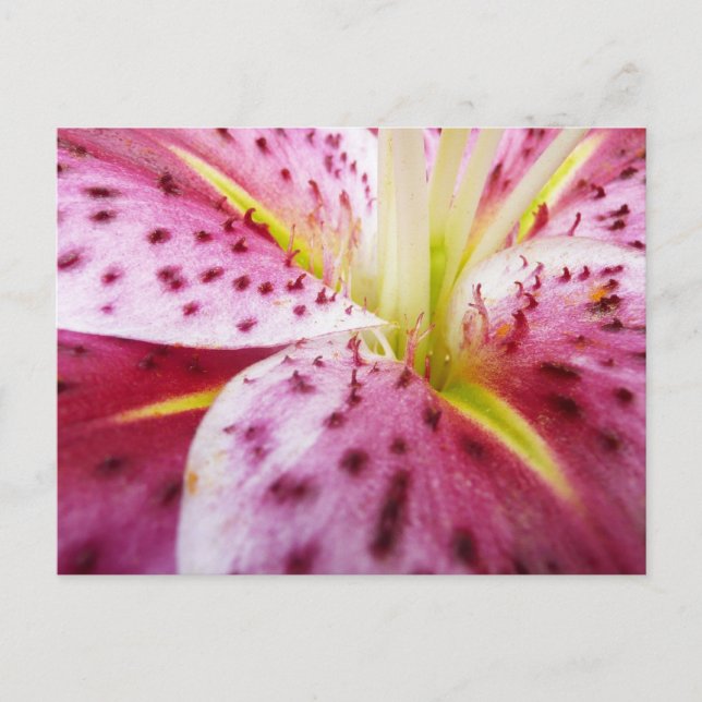 Carte Postale Stargazer Lily brillant Magenta Floral (Devant)