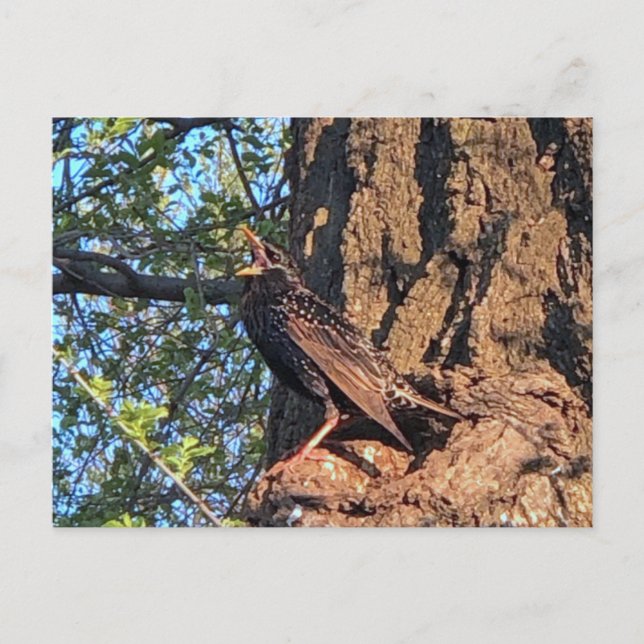 Carte postale Starling Bird (Devant)