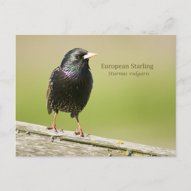 Carte Postale Starling européen (Devant)