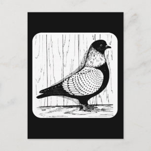 Carte Postale Starling Pigeon Silver-laced 1979