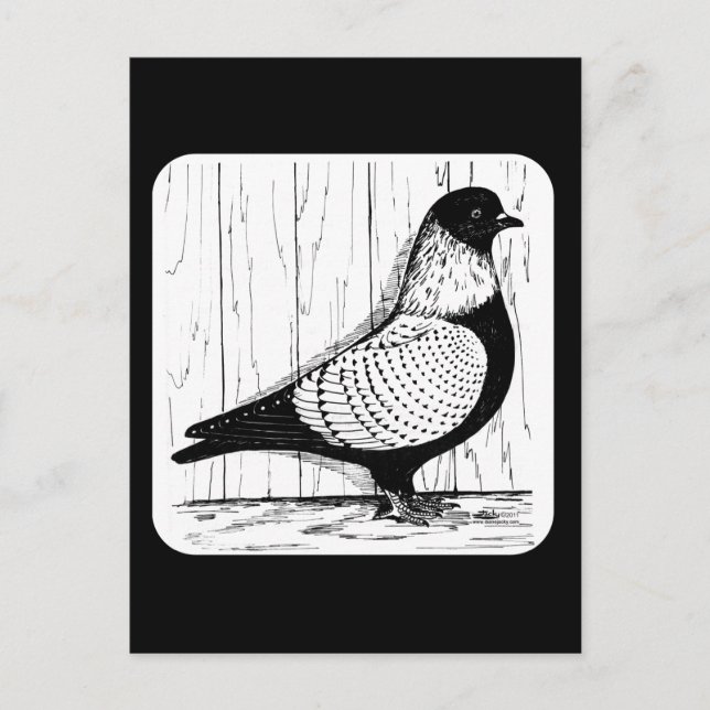 Carte Postale Starling Pigeon Silver-laced 1979 (Devant)