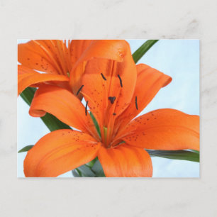 Carte postale Starttton Orange Tiger Lily