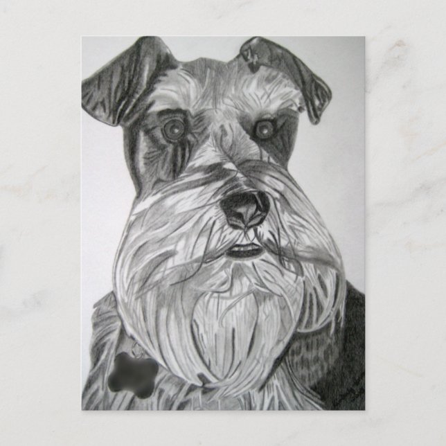 Carte Postale Stately Schnauzer (Devant)