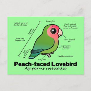 Carte Postale Statistiques de lovebird à tête brune