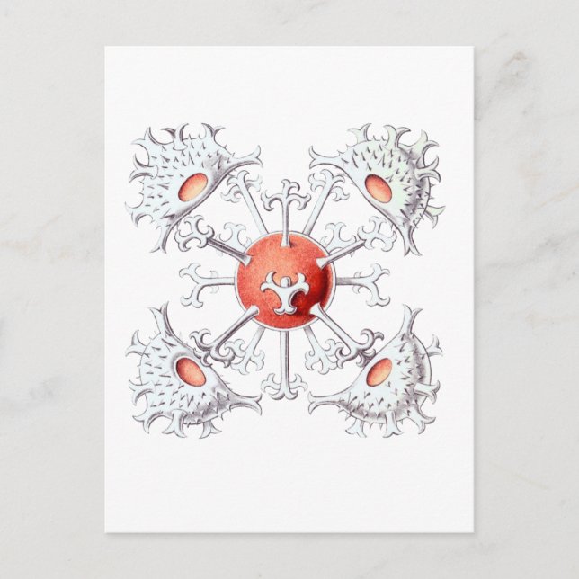 Carte Postale Staurastrum (Devant)