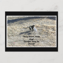 Carte postale Stay Back Little Dog