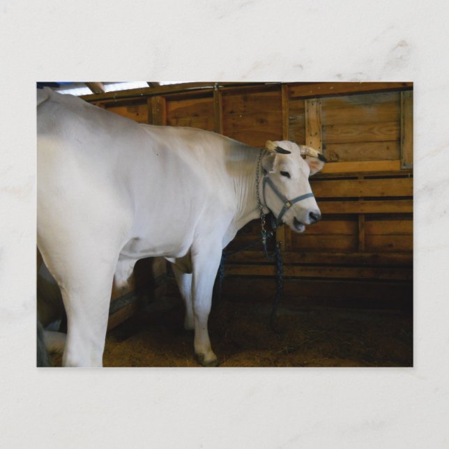 Carte Postale Steer (Devant)