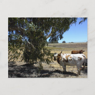 Carte postale : Steer under tree in Paso Robles, C