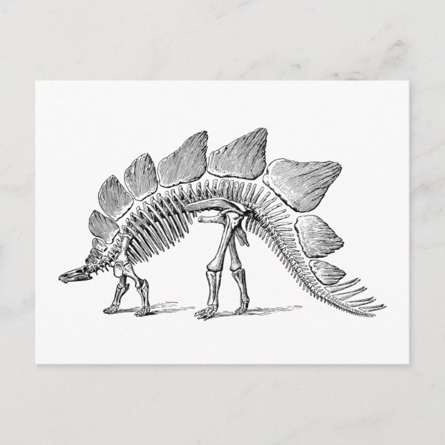 Carte Postale Stegosaurus Dinosaure Squelette Fossile (Devant)