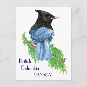Carte Postale Stellar Jay (Colombie-Britannique), Bird, Nature