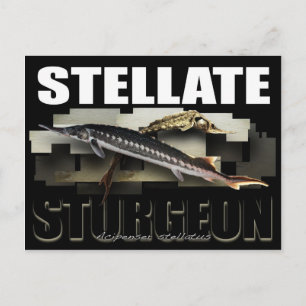 Carte postale Stellat Sturgeon 3D