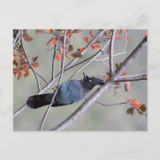 Carte postale Steller Jay