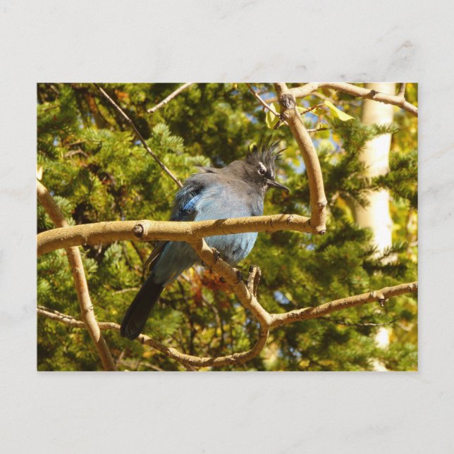 Carte Postale Steller's Jay au parc national Rocky Mountain (Devant)
