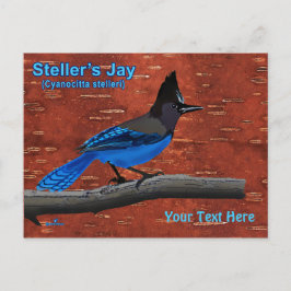 Carte postale Steller's Jay On Inner Birch Bark