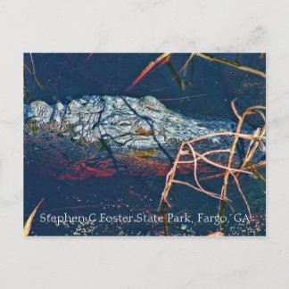 Carte Postale Stephen C Foster State Park, Gator