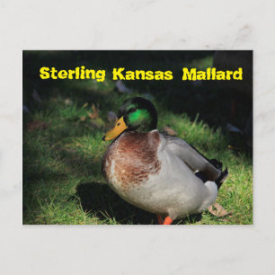 Carte postale Sterling Kansas Mallard