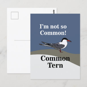 Carte Postale Sterne commune Oiseau de mer Oiseau Drôle