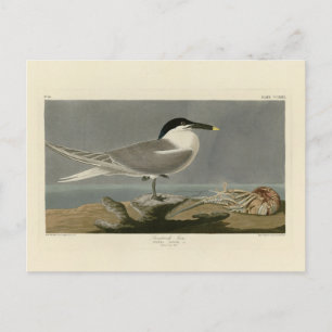 Carte Postale Sterne de Cabot, Audubon Birds of America