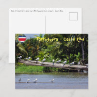 Sternes royaux, estuaire de la rivière Tortuguero