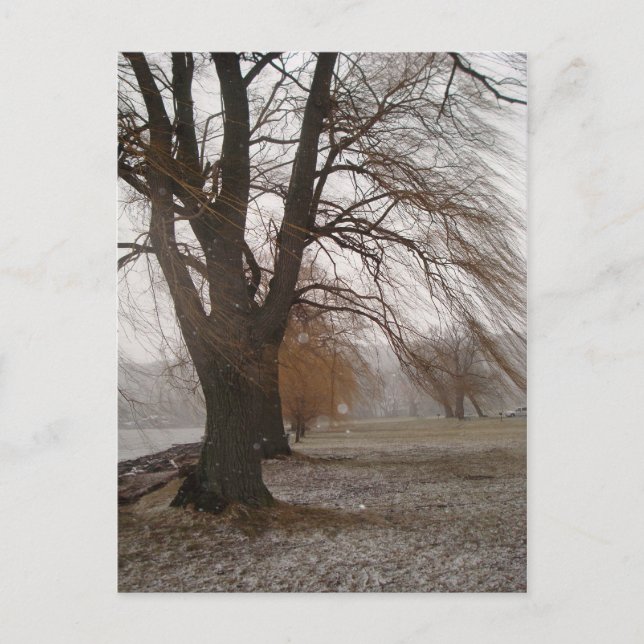 Carte Postale Stewart Park, Cayuga Lake (Devant)