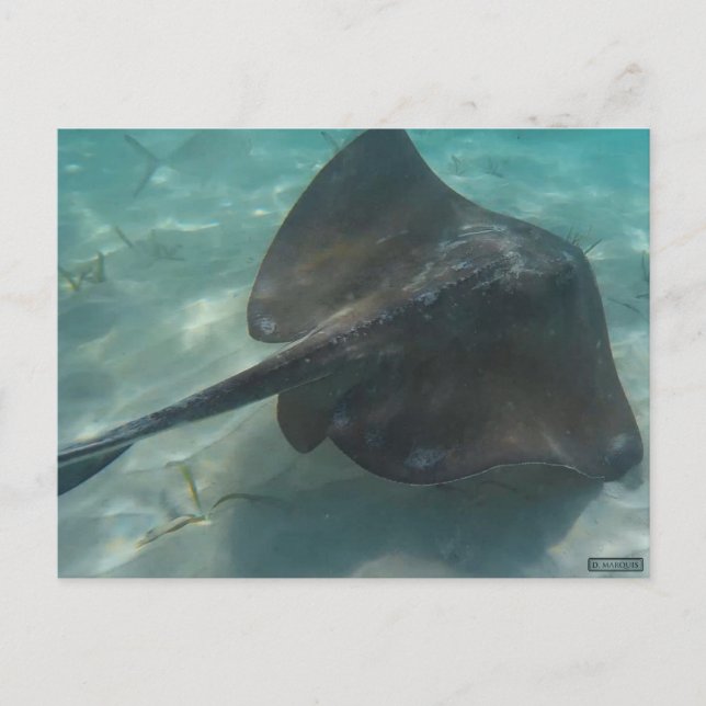 CARTE POSTALE STINGRAY (Devant)