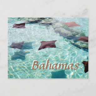 Carte Postale Stingray