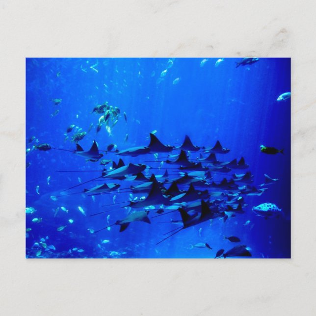 Carte postale Stingray (Devant)