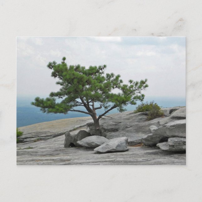 Carte Postale Stone Mountain Tree Stone Mountain Georgia 2 (Devant)