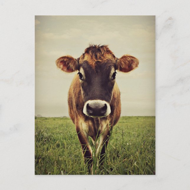 Carte Postale Stormy (Devant)