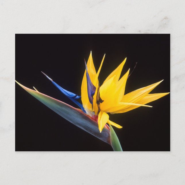 Carte Postale Strelitzia. Oiseau de fleur de paradis. (Devant)