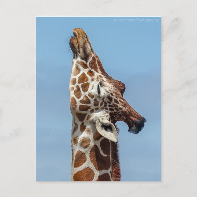 Carte postale Stretting Giraffe (Devant)