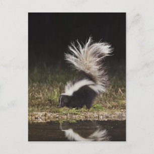 Carte Postale Stried Skunk, Mephitis mephitis