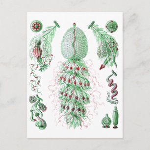 Carte Postale Strobalia cupola